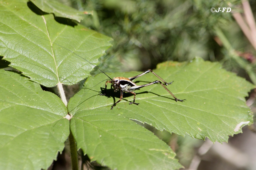 Eupholidoptera chabrieri